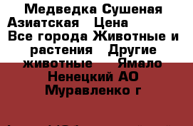 Медведка Сушеная Азиатская › Цена ­ 1 400 - Все города Животные и растения » Другие животные   . Ямало-Ненецкий АО,Муравленко г.